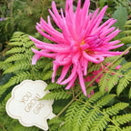 Funny Sayings Garden Markers (Set of 4) Burn Wow
